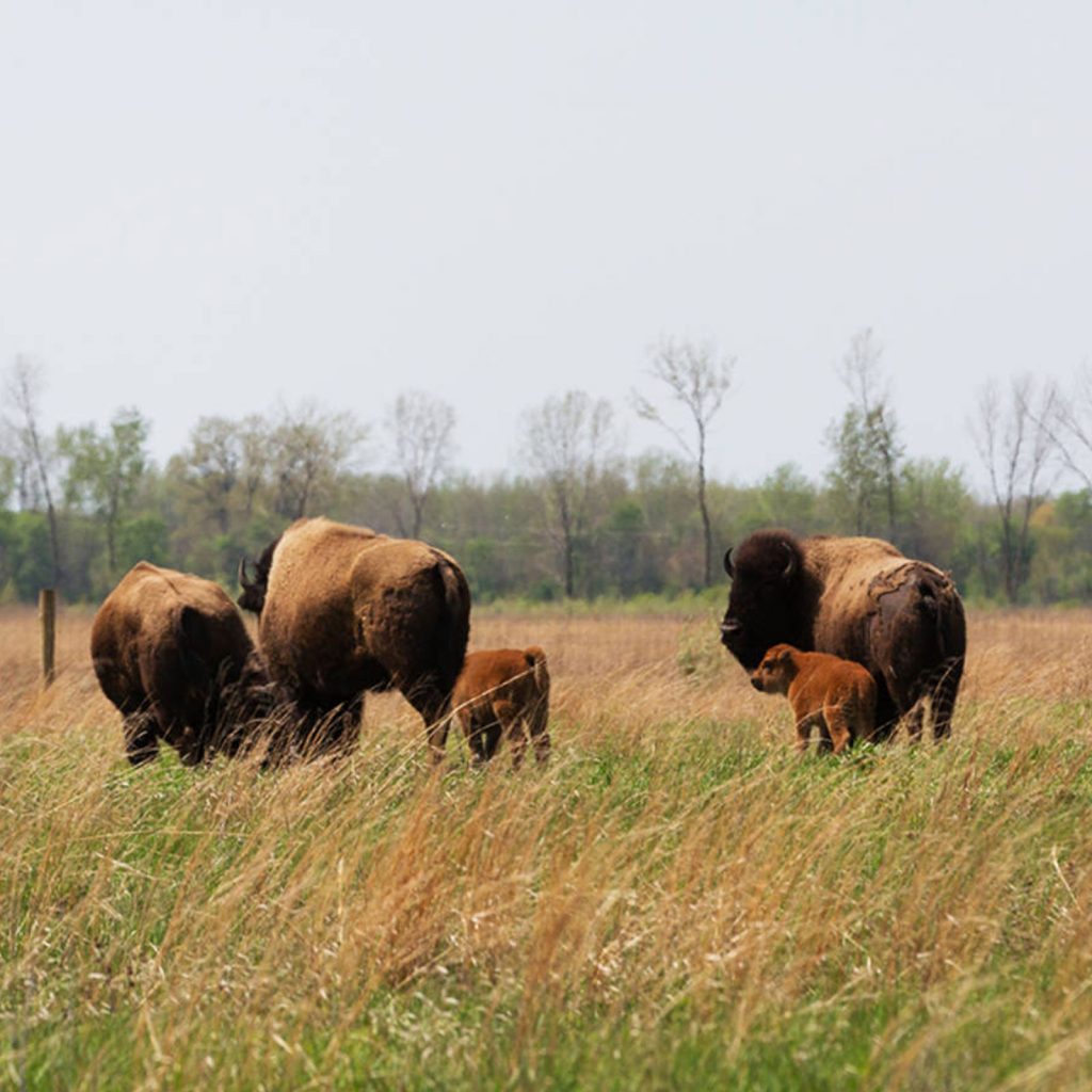 Bison at Kankakee Sands
