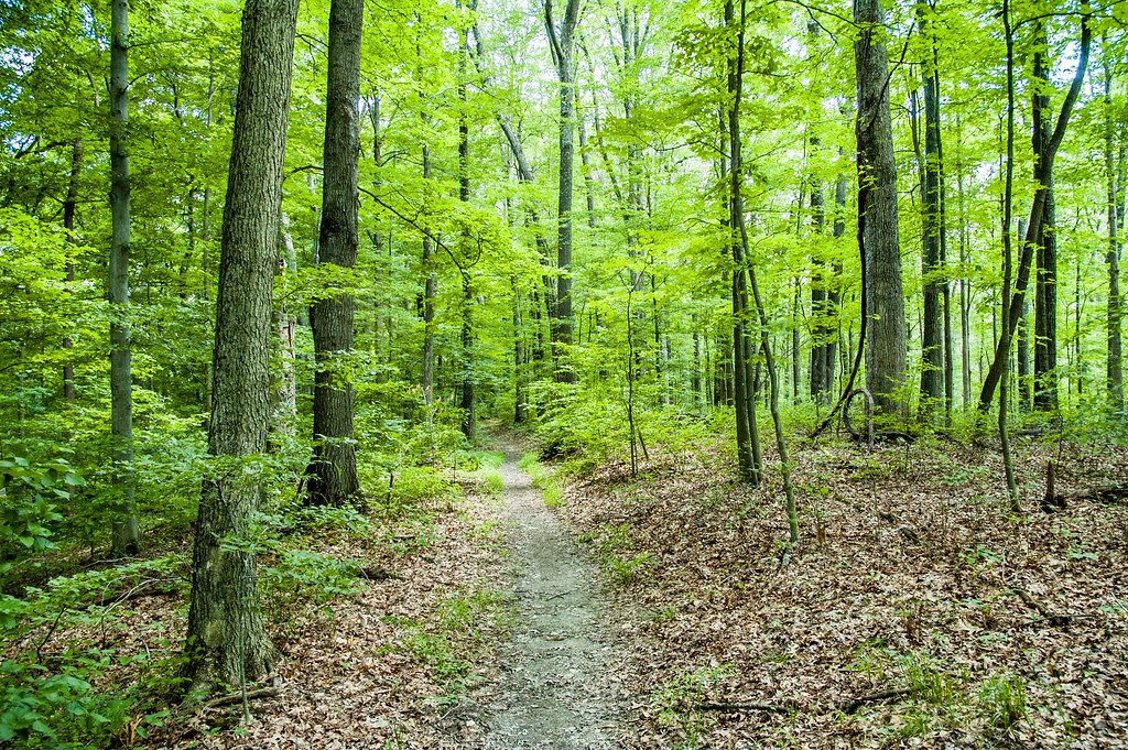 Indiana Forest