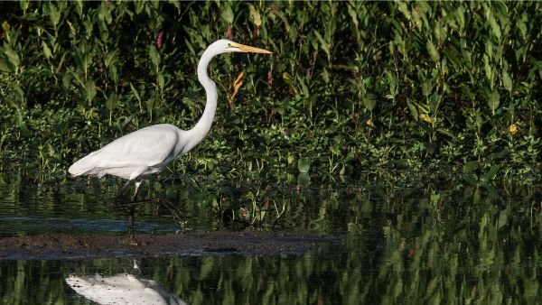 Egret