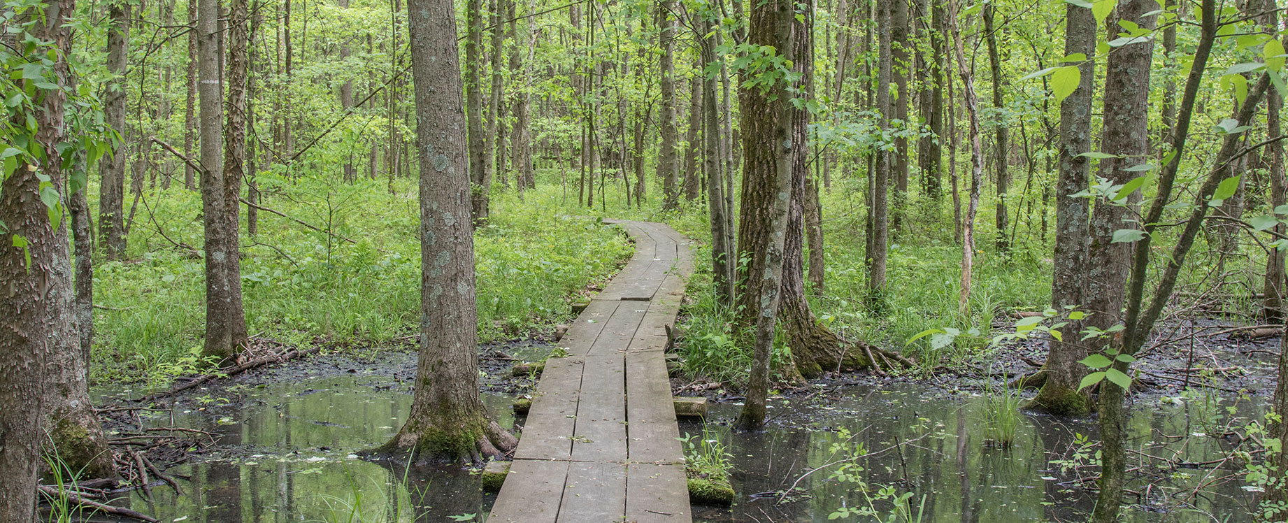 Path through wetlands