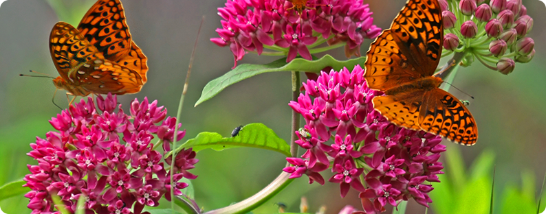 Butterflies on bright magenta flowers