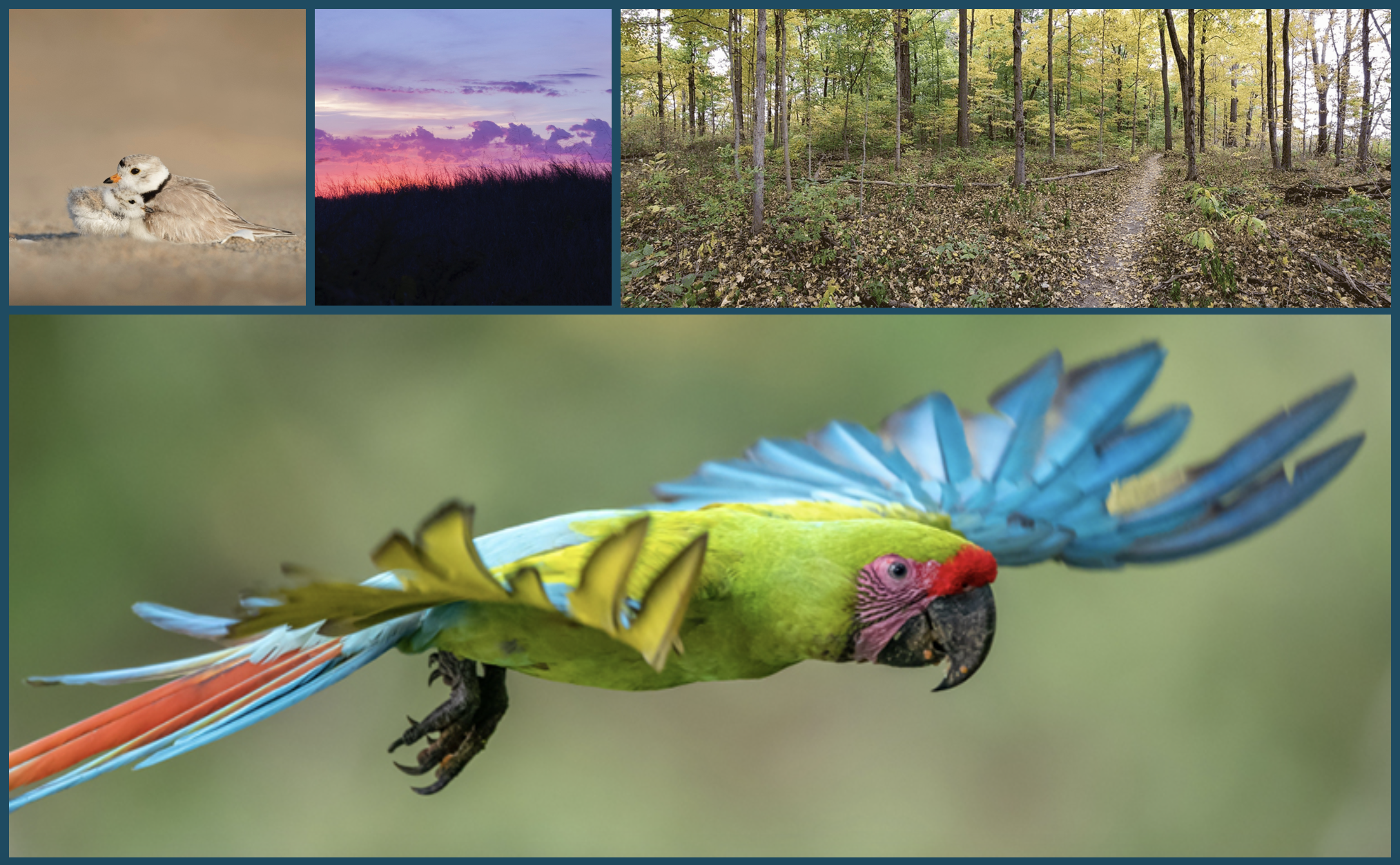 Photos of animals and landscapes
