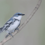A male cerulean warbler shows off the blue coloration that gives the bird its name. Since the birds are often in treetops, it's the white neck and belly areas, the thin "necklace" and dark streaks on each side that people are more likely to see when looking for the bird. Courtesy Photo/Matt Williams