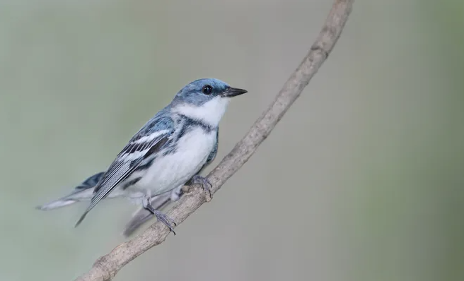 A male cerulean warbler shows off the blue coloration that gives the bird its name. Since the birds are often in treetops, it's the white neck and belly areas, the thin "necklace" and dark streaks on each side that people are more likely to see when looking for the bird. Courtesy Photo/Matt Williams