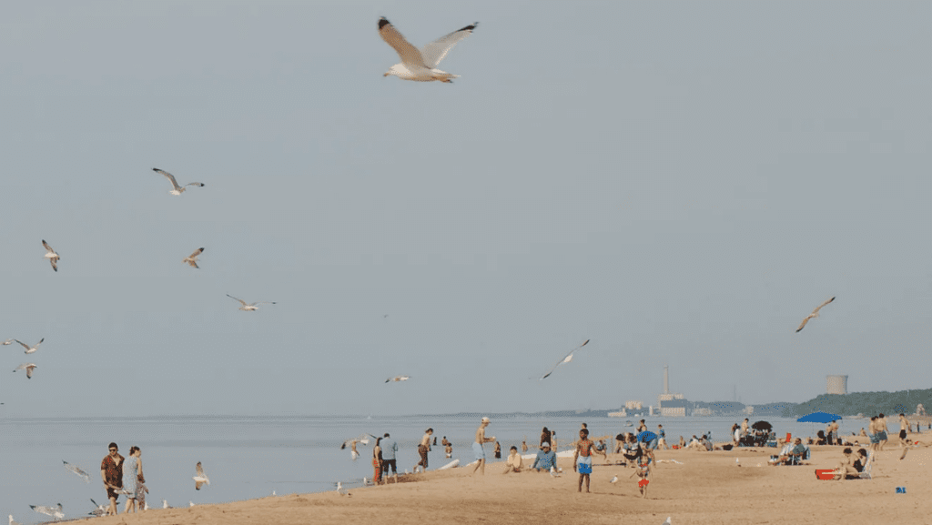 Seagulls fly above beachgoers