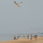 Seagulls fly above beachgoers