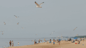 Seagulls fly above beachgoers
