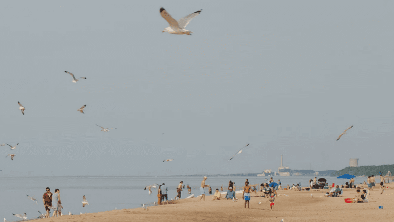 Seagulls fly above beachgoers