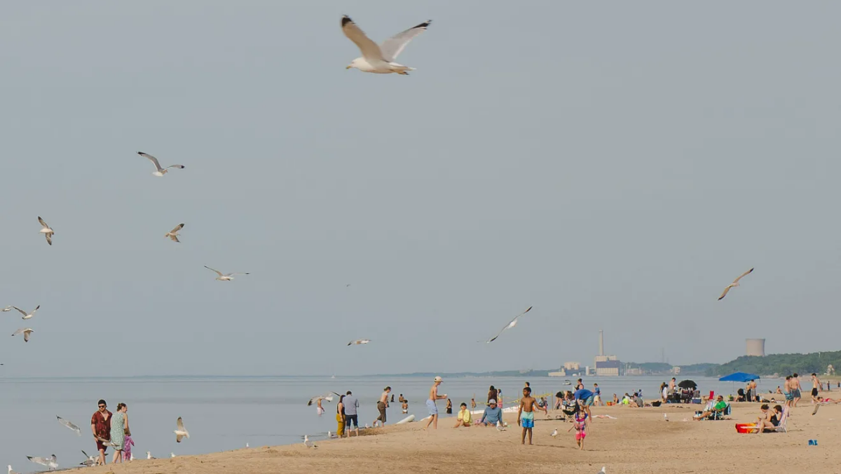 Seagulls fly above beachgoers